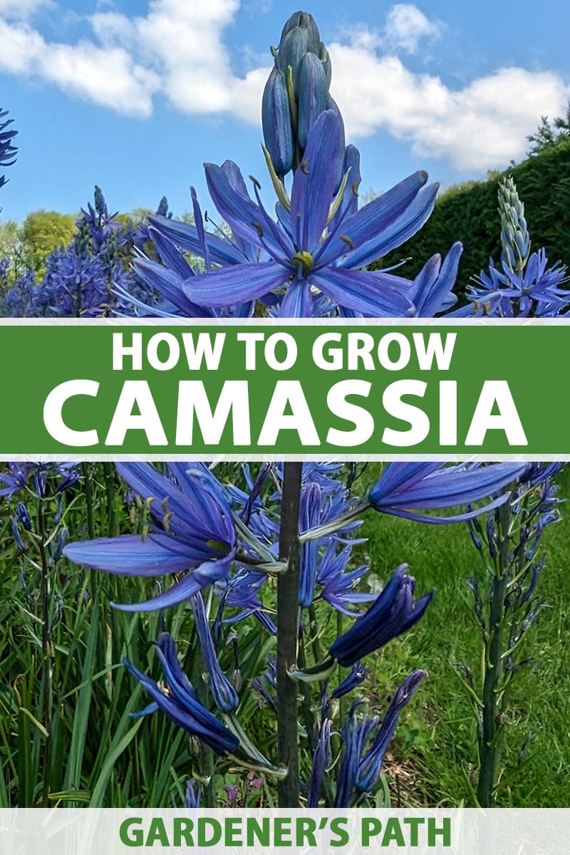 A close up vertical image of a blue camassia flower growing in a meadow pictured on a blue sky background. To the top and bottom of the frame is green and white printed text.