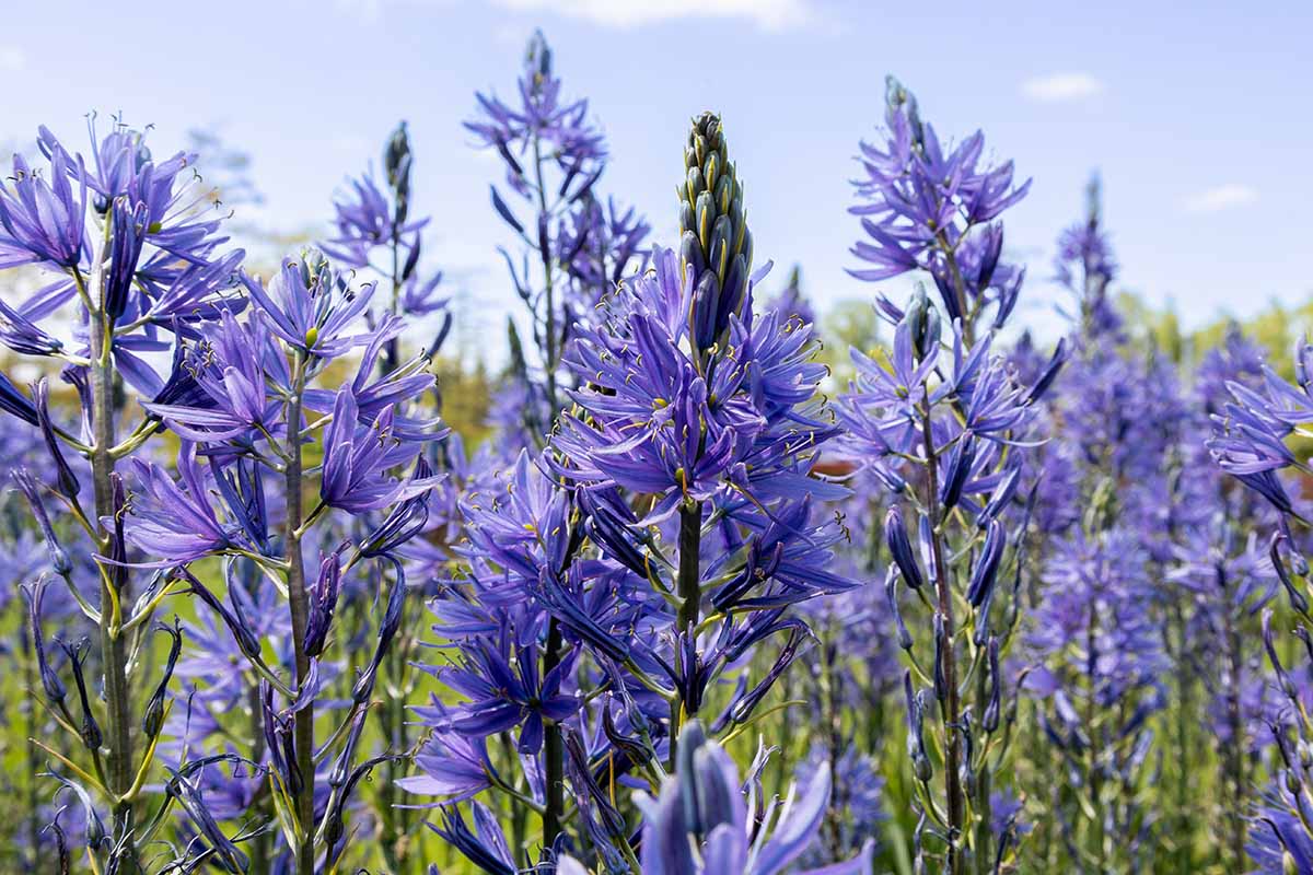 A horizontal shot of blue camassia growing in a field.