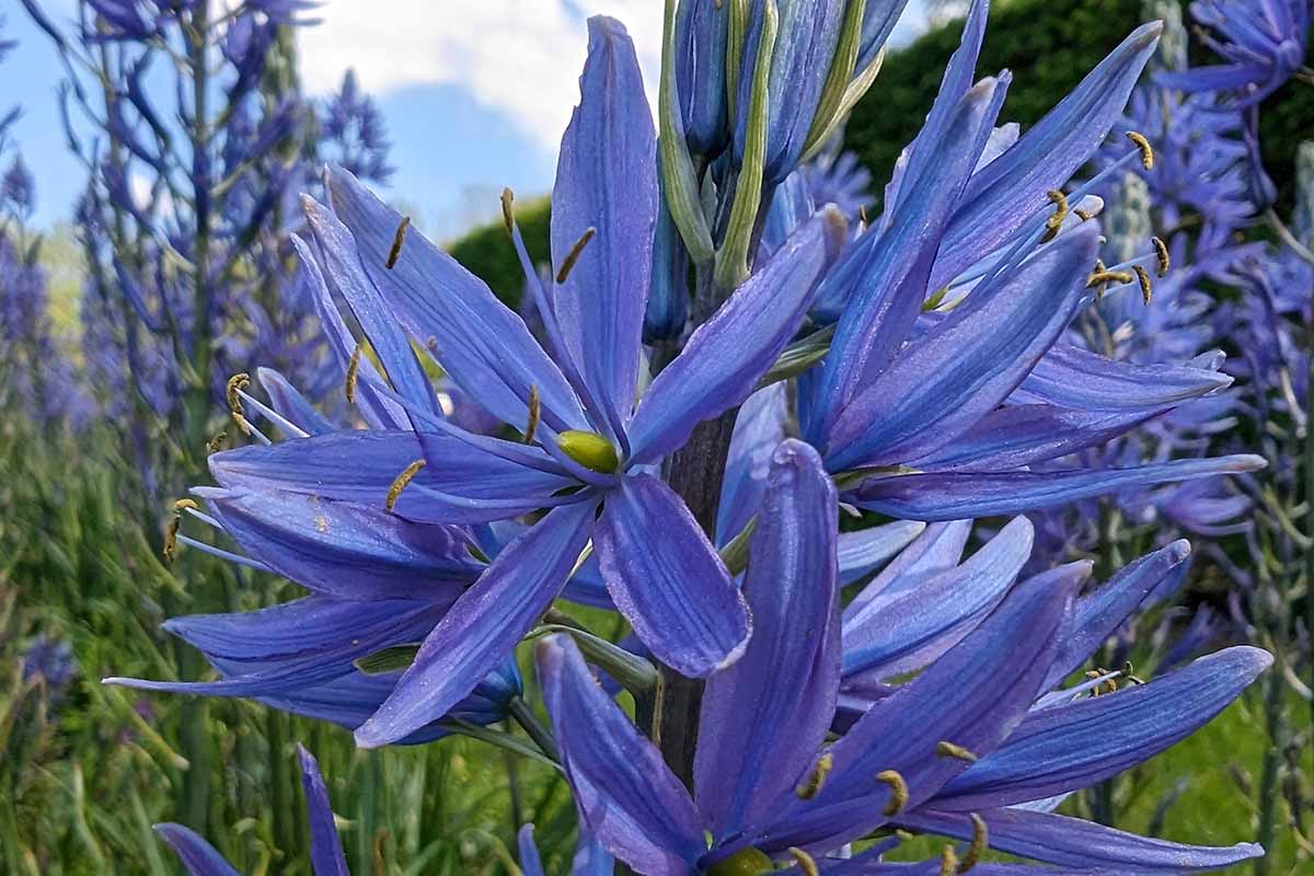 A horizontal close up photo of a camas bloom growing wild in a meadow.