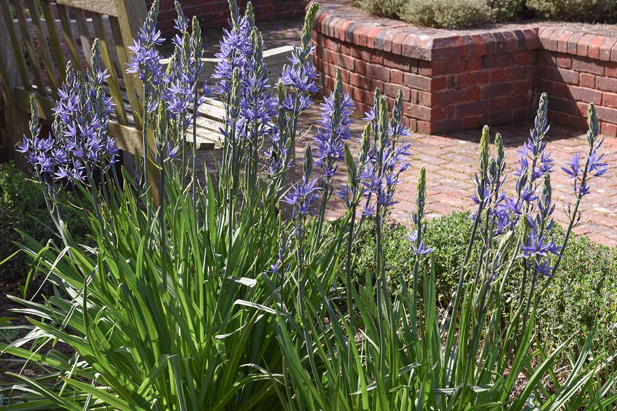 A horizontal shot of camassia plants in bloom growing in the garden along a brick sidewalk.