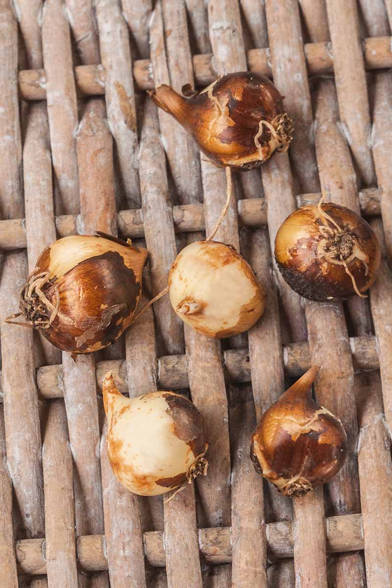 A vertical photo of camassia bulbs spread out on a wicker background.