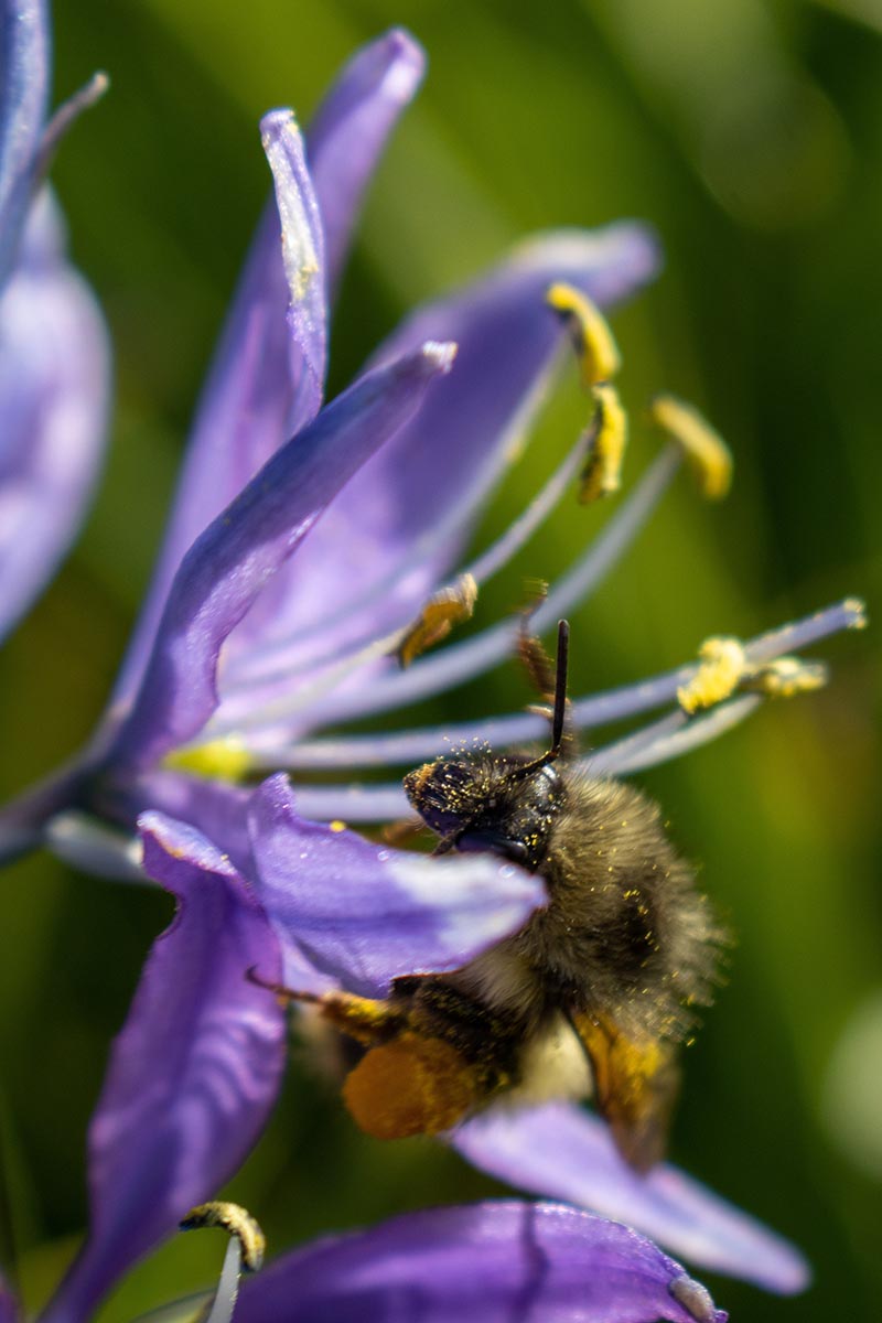 A vertical photo of a bee on a wild camas flower covered in pollen, pictured in bright sunshine on a soft focus background.