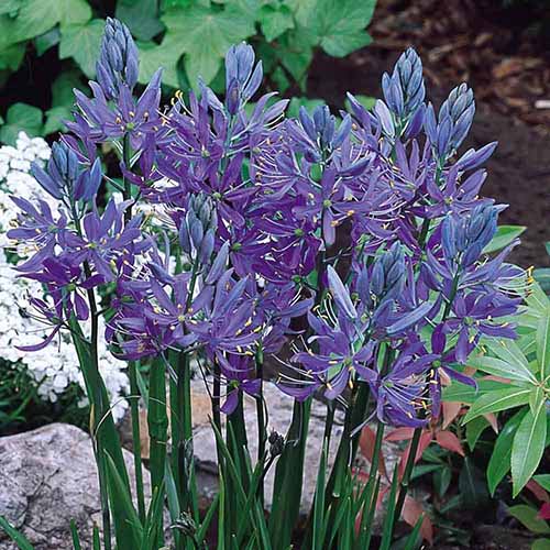 A square product shot of Blue Melody camassia plant in full bloom in the garden.