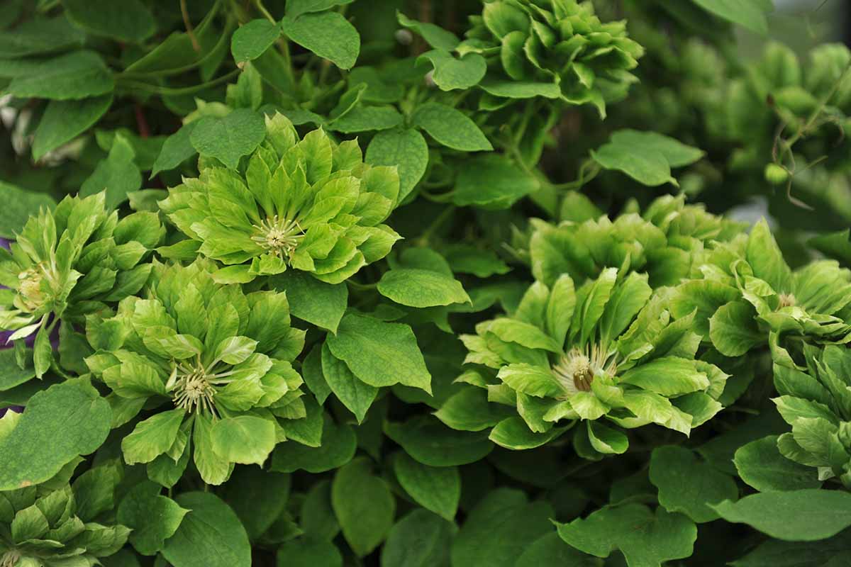 A horizontal photo of double-flowered green clematis blooms.