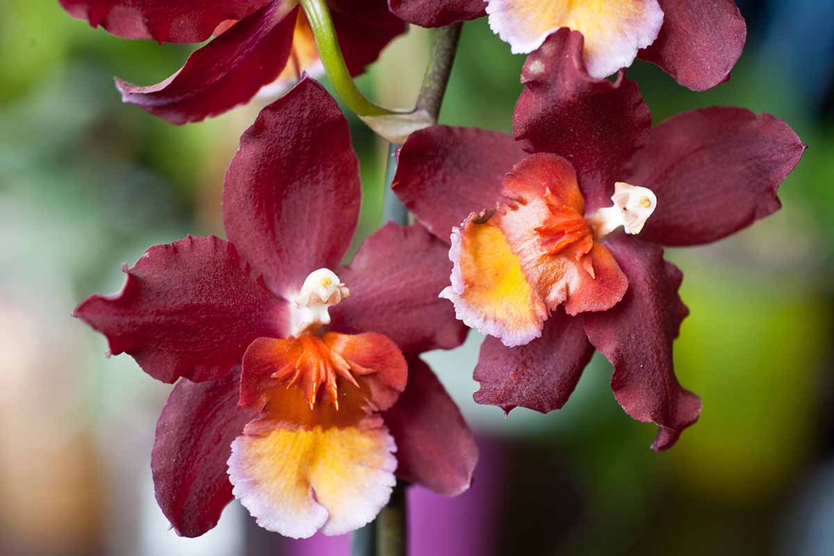 A horizontal close up photo of dark red cool weather odontoglossum orchid blooms.