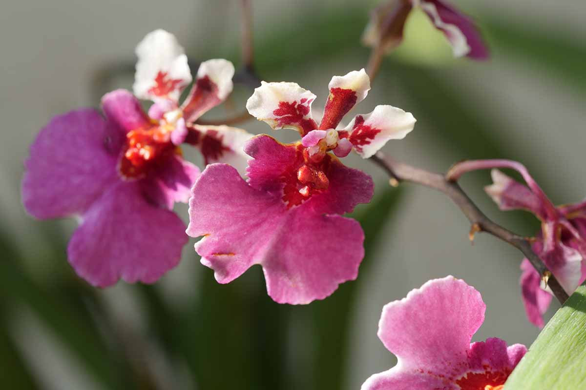 A horizontal photo of a white and dark pink oncidium orchid with a blurred background.