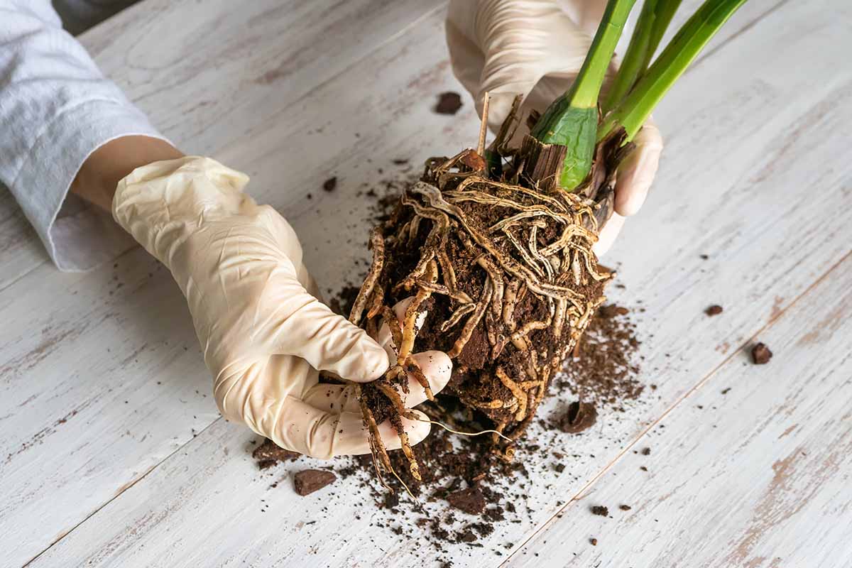 A horizontal shot from above of a gardener\'s hands inspecting the roots of an odontoglossum orchid over a wooden table.