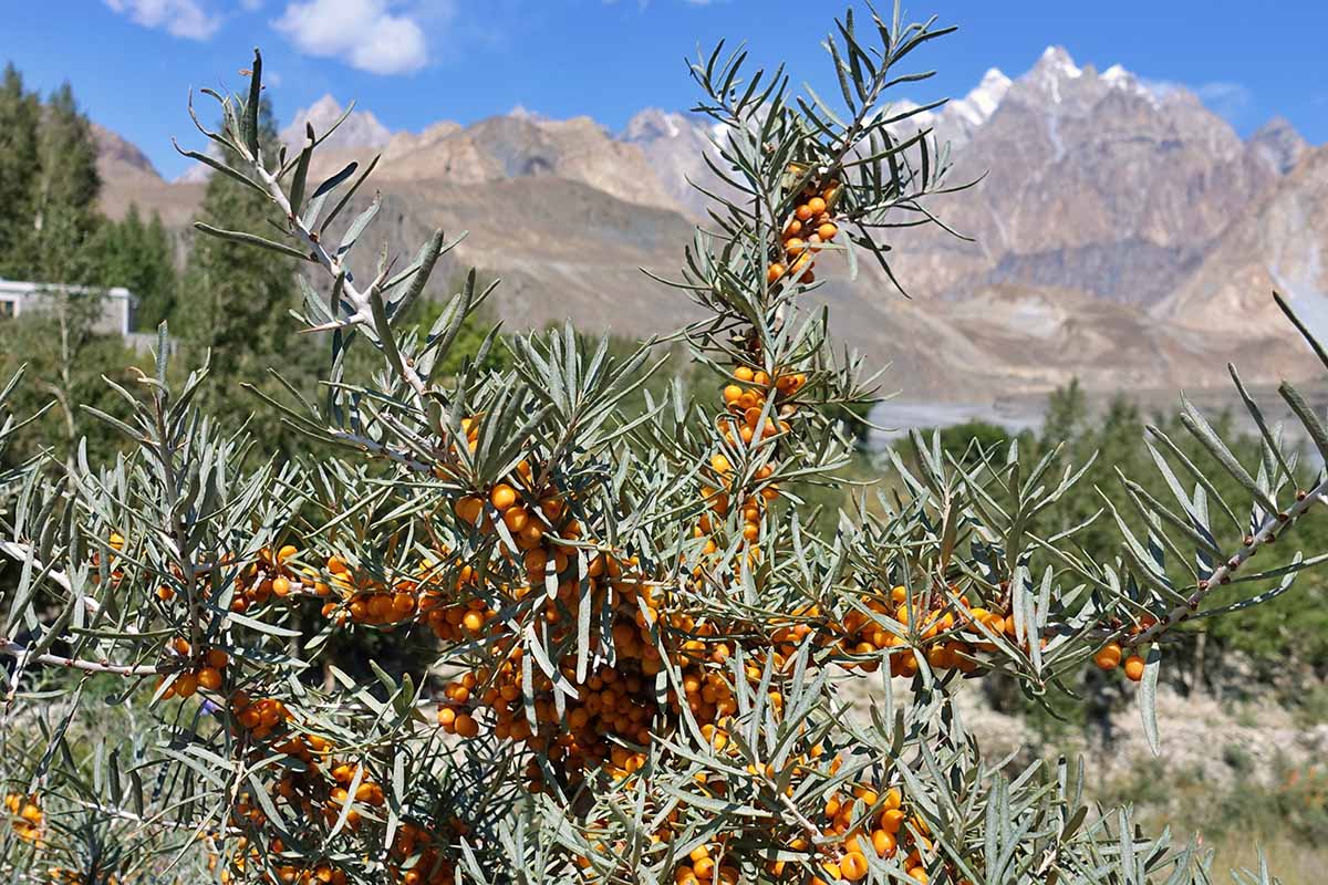 A horizontal image of sea buckthorn growing wild in a mountainous region, pictured in bright sunshine.