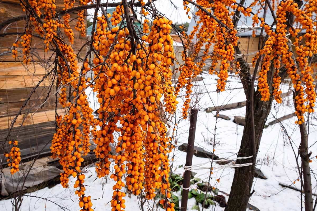 A close up horizontal image of branches laden with orange sea berries in winter with snow on the ground.