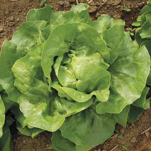 A square product shot of an Optima lettuce plant in a field.