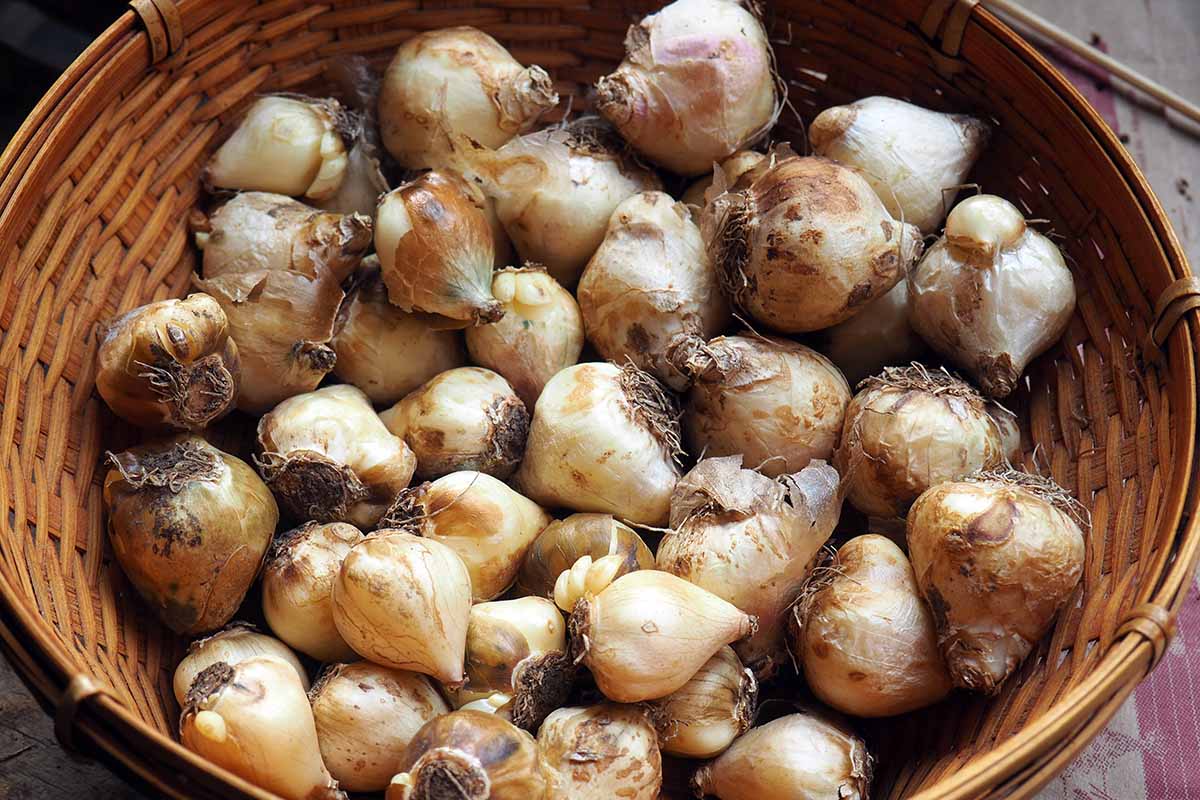 A horizontal photo of grape hyacinth bulbs in a wicker basket.