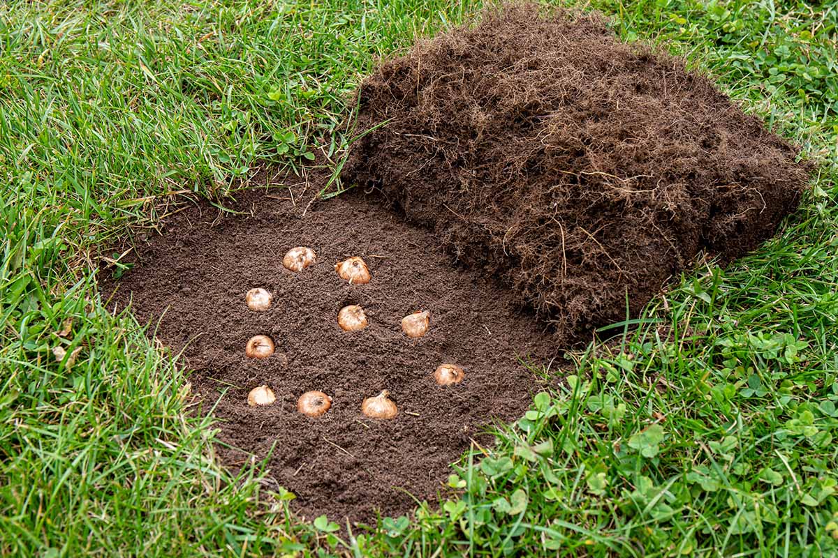 A horizontal shot of a lawn with a piece of the sod pulled back and bulbs planted into the soil underneath.