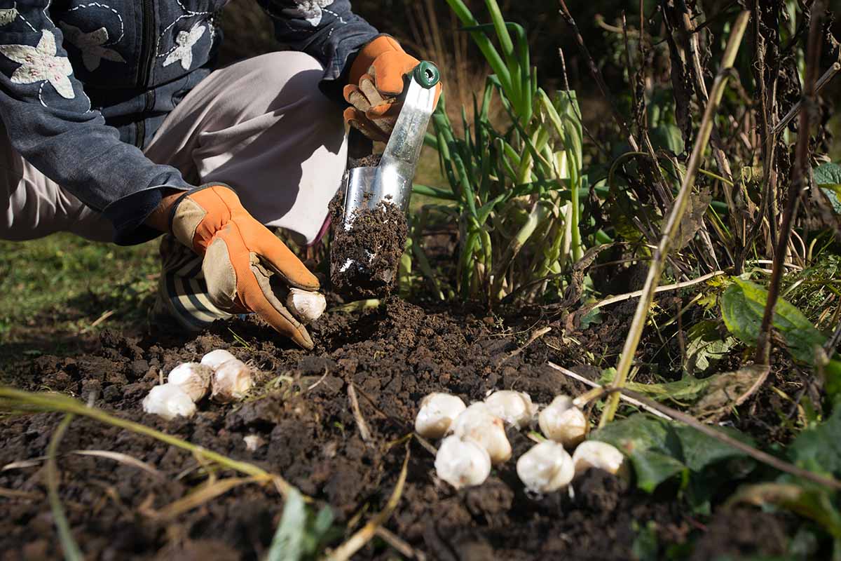 A horizontal photo of a gardener in orange gardening gloves, kneeling and planting bulbs by hand.