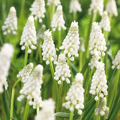 A square product shot of \'Album\' muscari plants in bloom with white flowers.