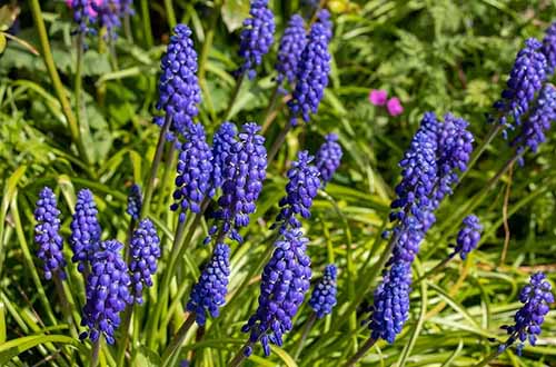 A horizontal product shot of Muscari armenicum blooms with dark purple flowers.