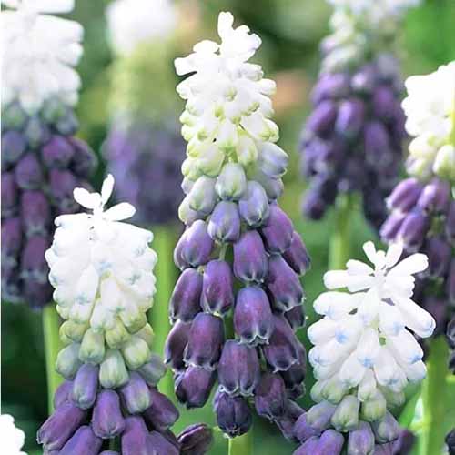 A square product close up photo of \'Grape Ice\' muscari with white and purple blooms.