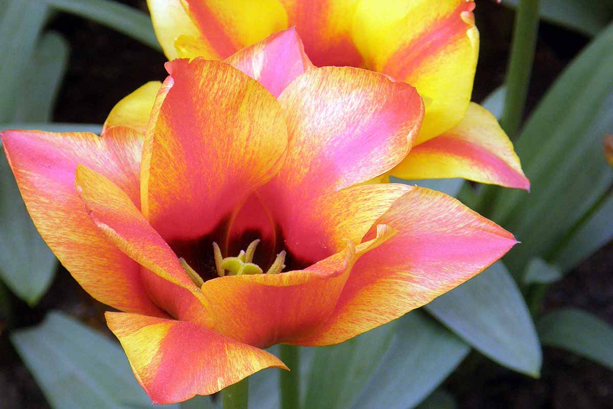 A horizontal close up shot of the middle of a yellow and red \'Cape Cod\' Greigii tulip.
