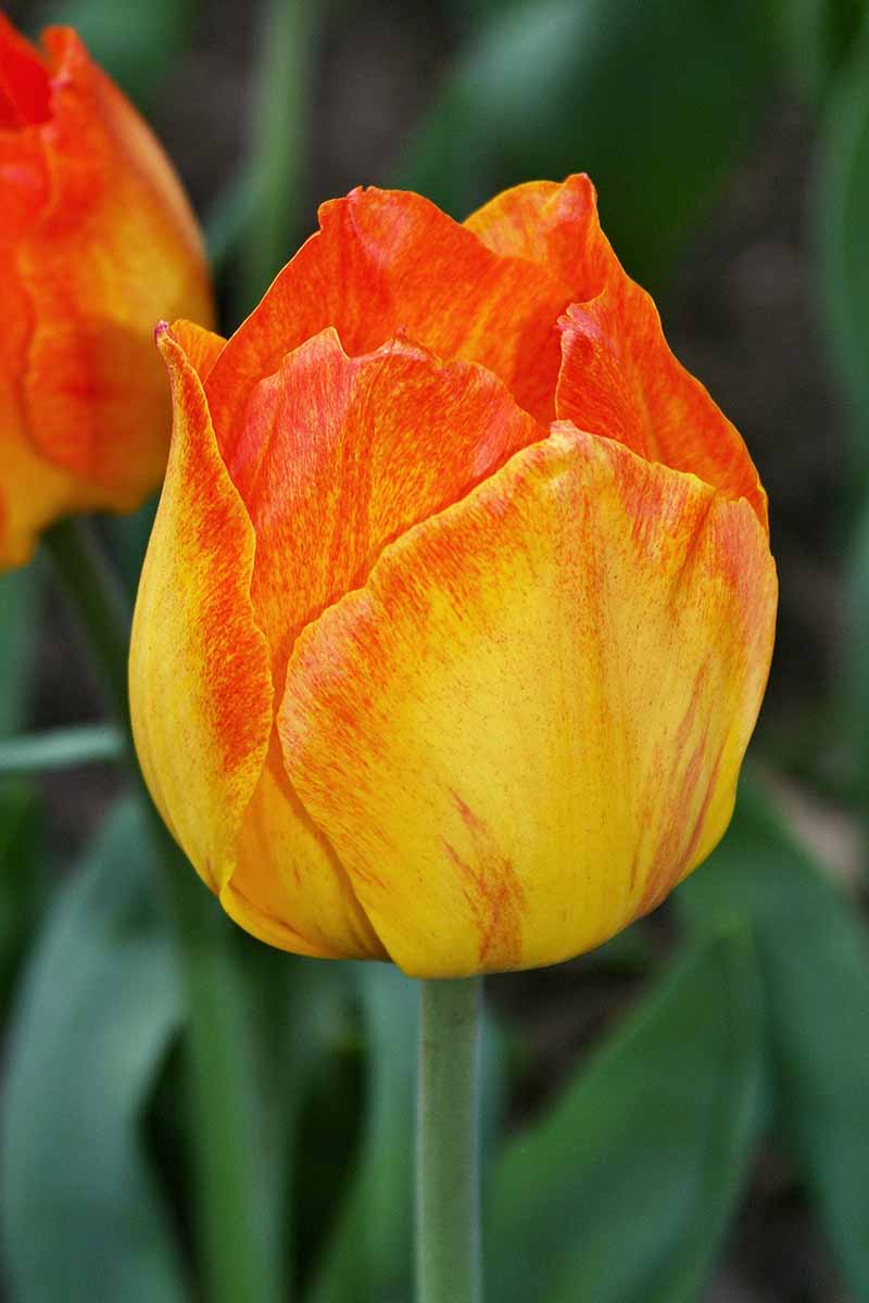 A vertical close up shot of a single \'Easter Surprise\' Greigii tulip where the bloom starts at the base as yellow and fades into a bright red-orange.