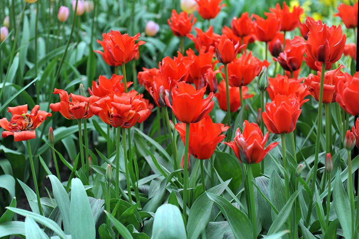 A horizontal field of \'Red Riding Hood\' Greigii tulips in full bloom.
