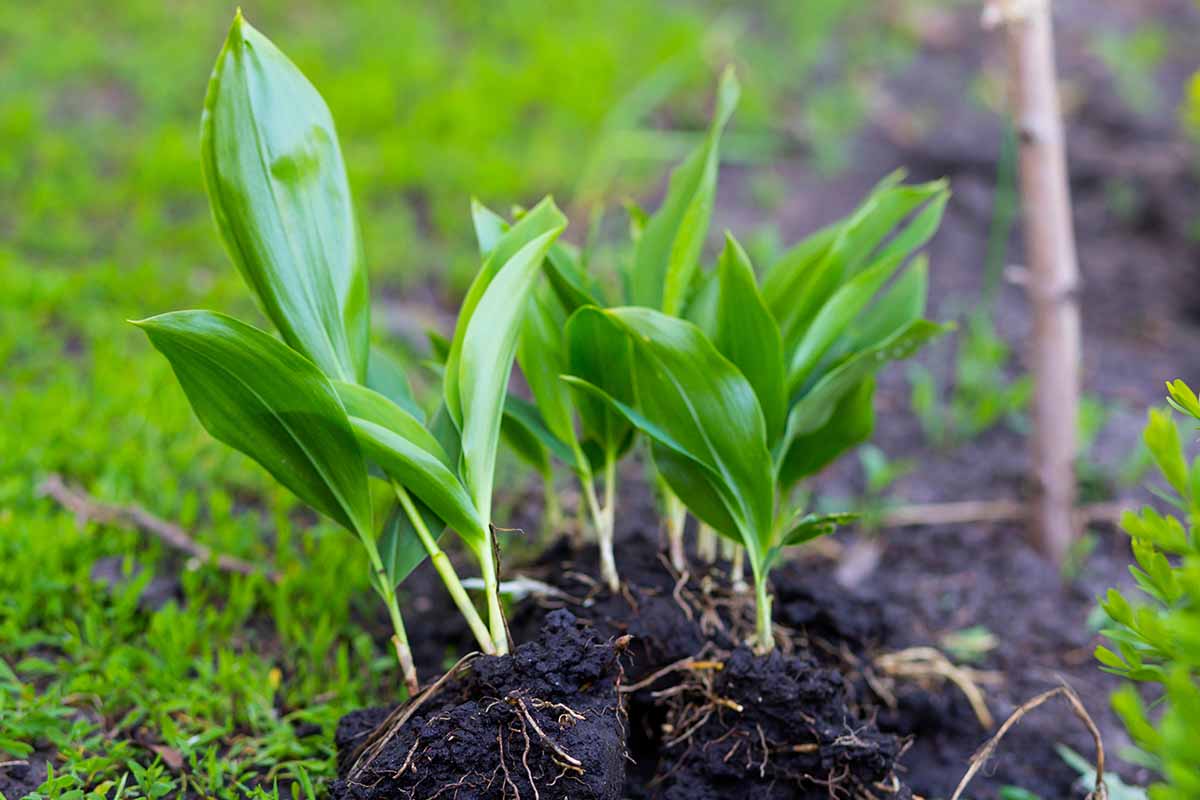 A horizontal photo of several lily of the valley plants with the roots exposed, ready to be transplanted.