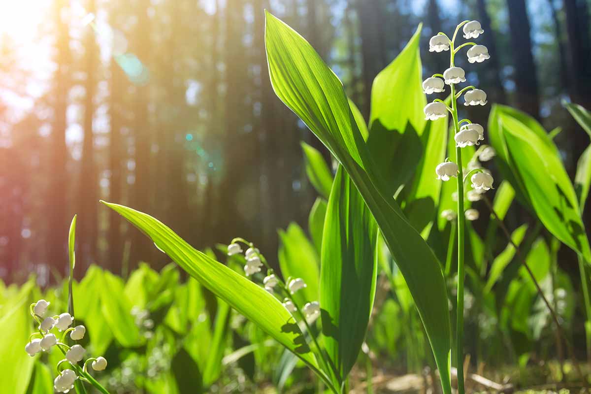 A horizontal photo of blossoming plants in a forest bed with the sun streaming in from the left of the frame.