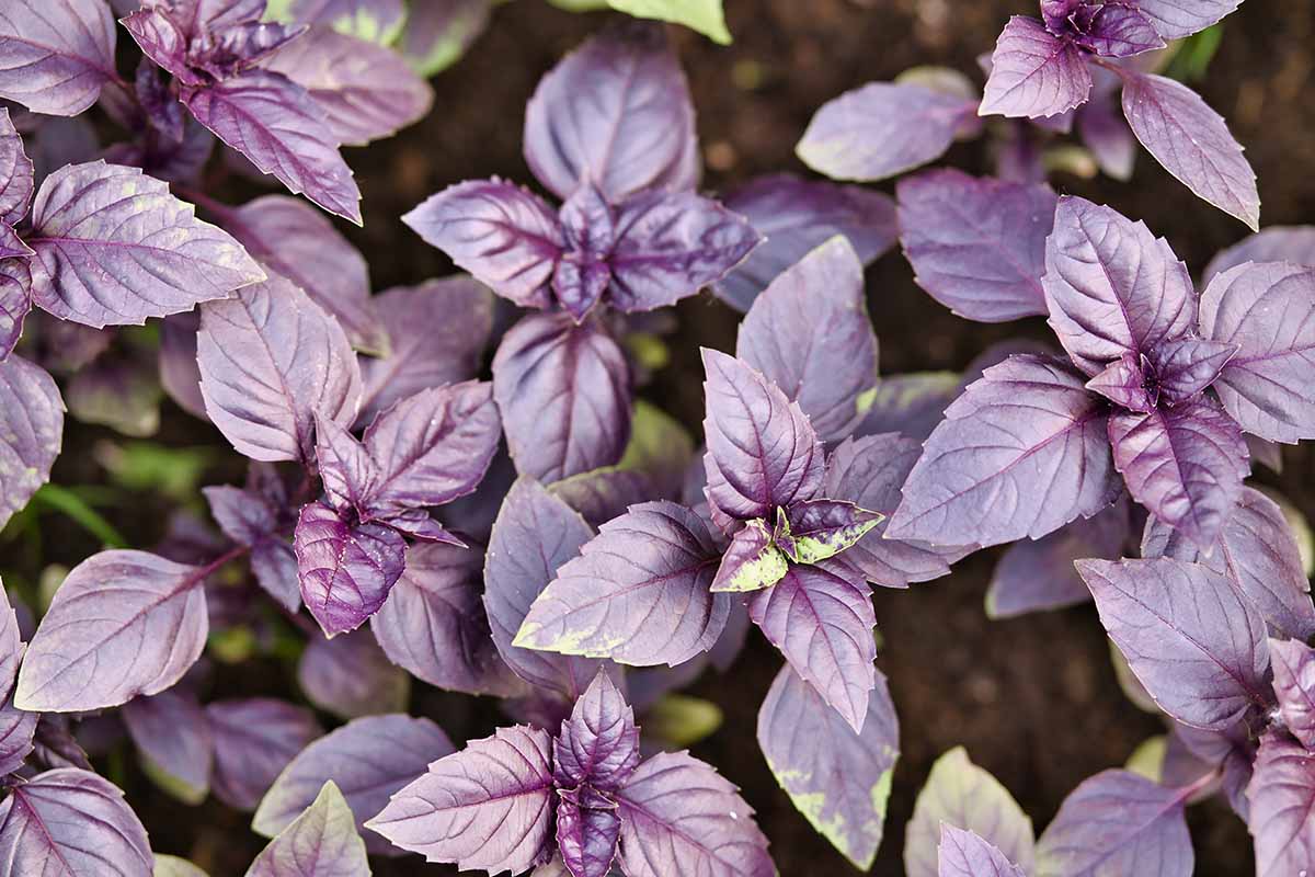 A horizontal close up of the dark purple leaves of a \'Dark Opal\' basil plant.
