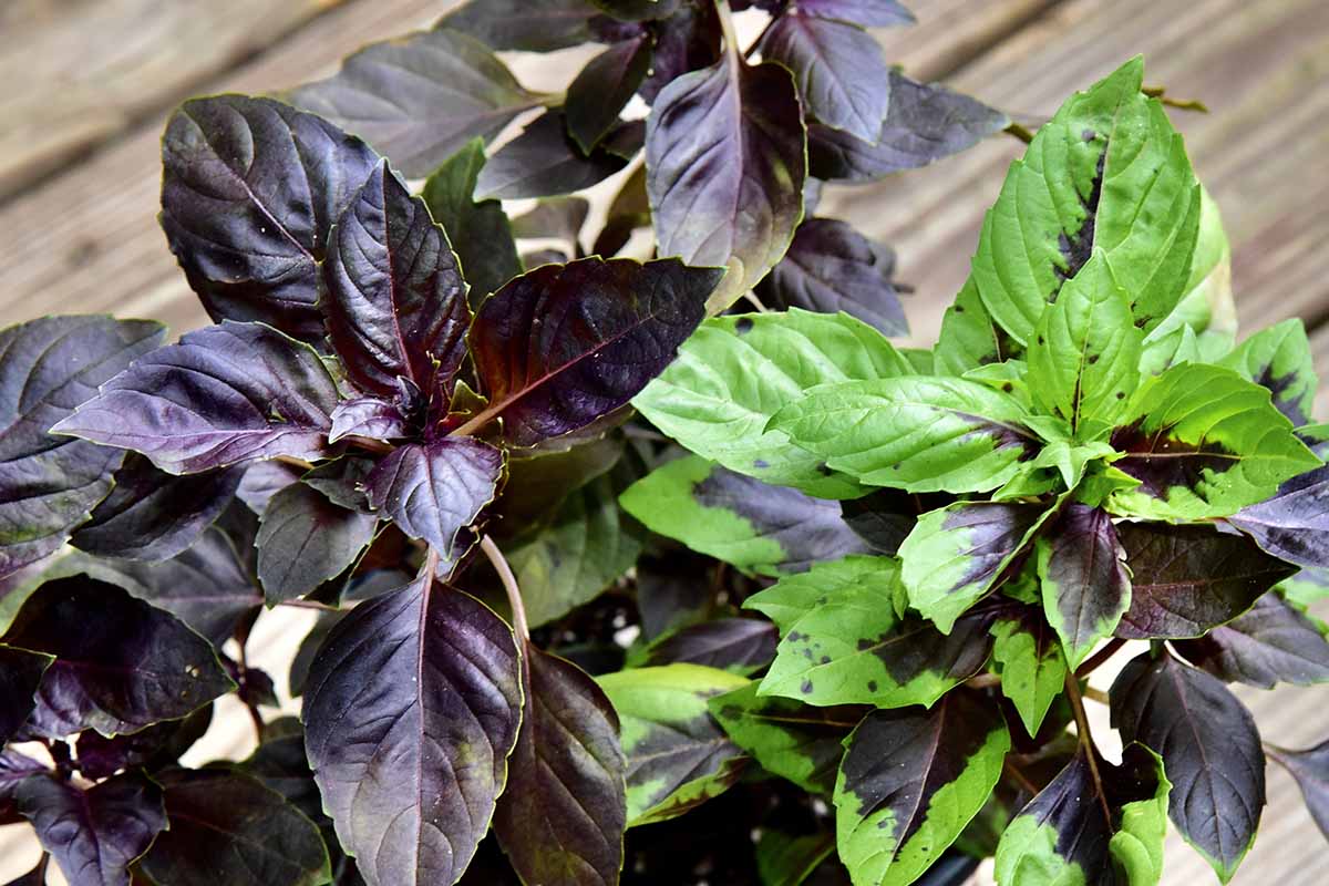 A horizontal photo of several \'Dark Opal\' purple basil plants on a wooden table.