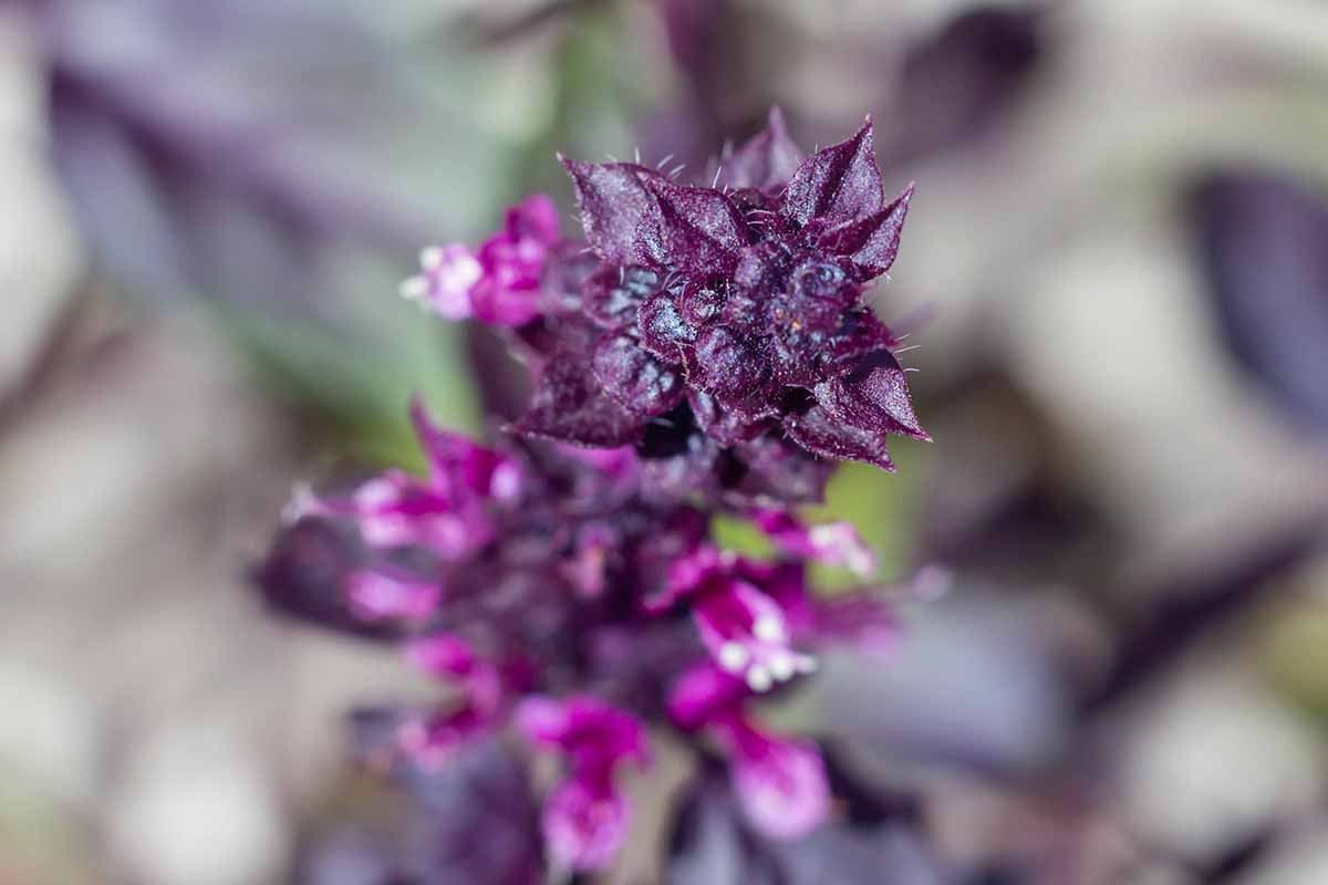 A horizontal close up photo of the top of a \'Dark Opal\' basil plant where it is starting to flower.