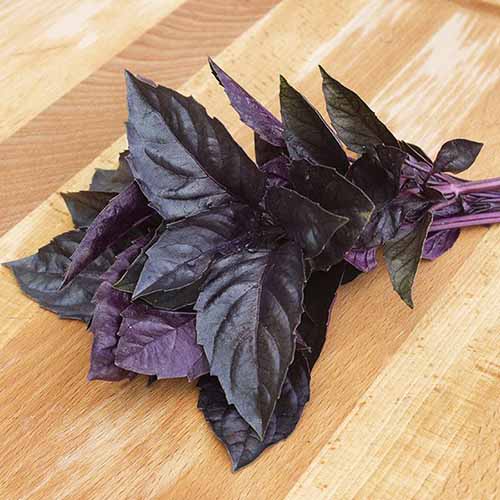 A square product shot of purple \'Dark Opal\' basil cuttings on a wooden table.