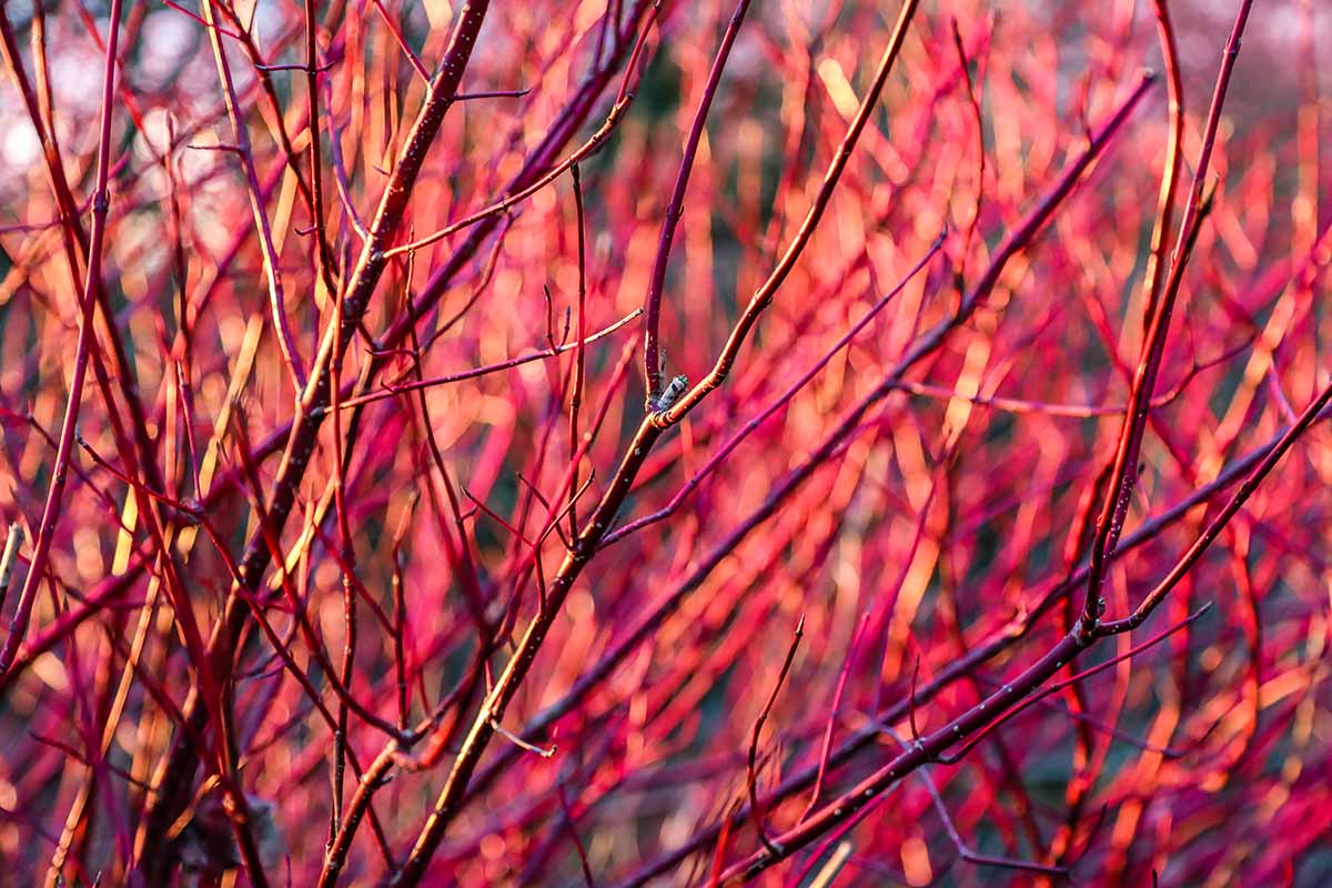 A horizontal close up photo of the branches of a red stemmed dogwood shrub in winter with no foliage.