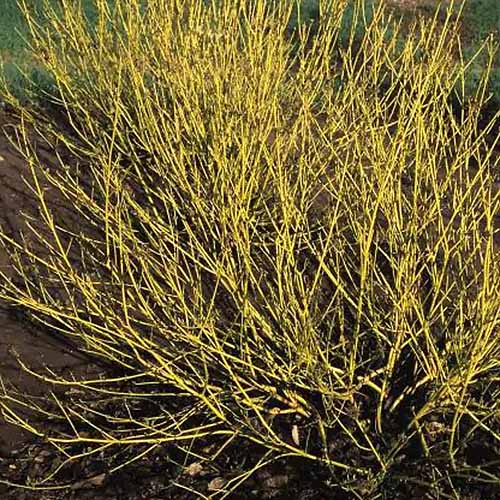 A square product photo of Bud\'s Yellow dogwood in the winter with yellow stems and no foliage.