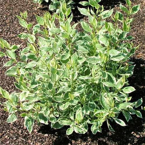 A square photo of a young Creme-de-Mint dogwood shrub with light green foliage.