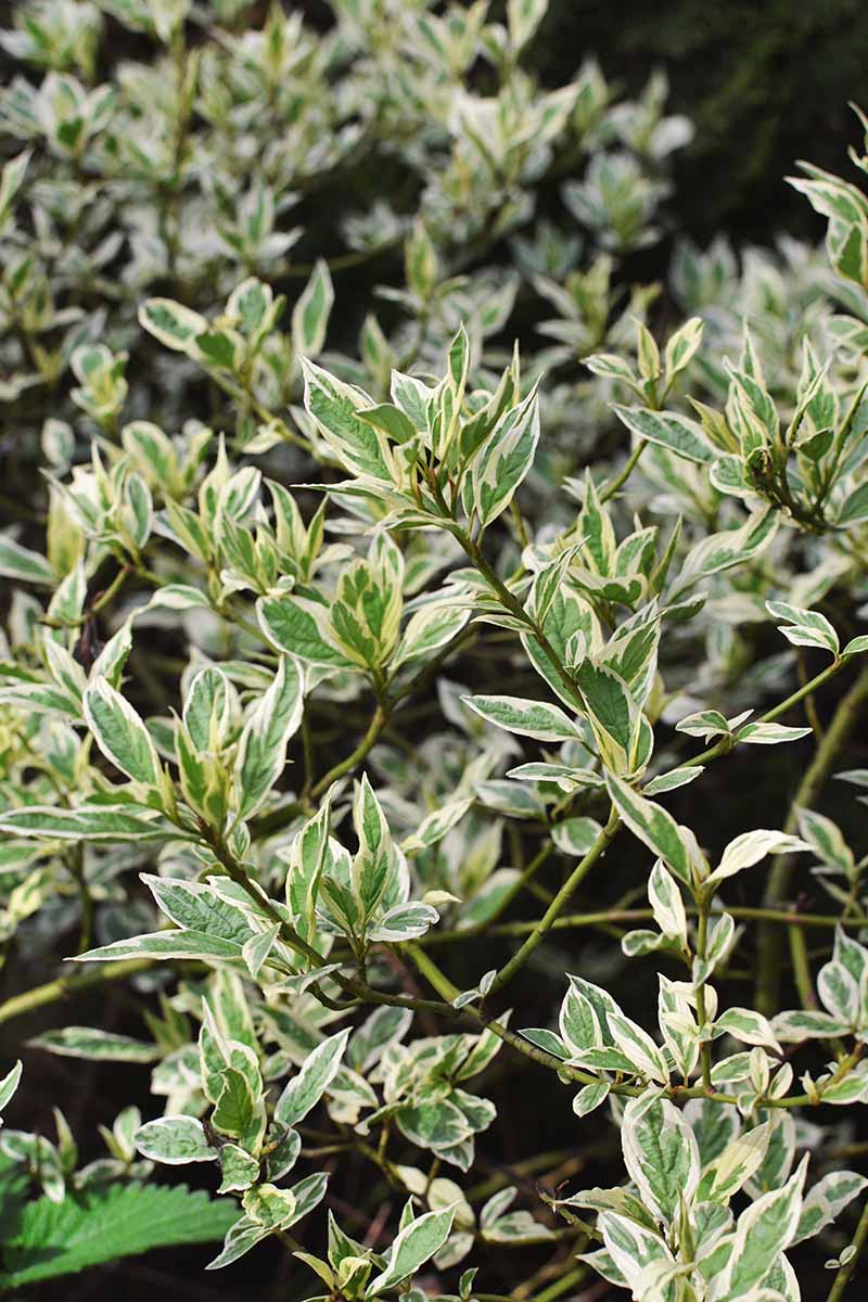 A vertical close up of the leaves of a variegated dogwood shrub.