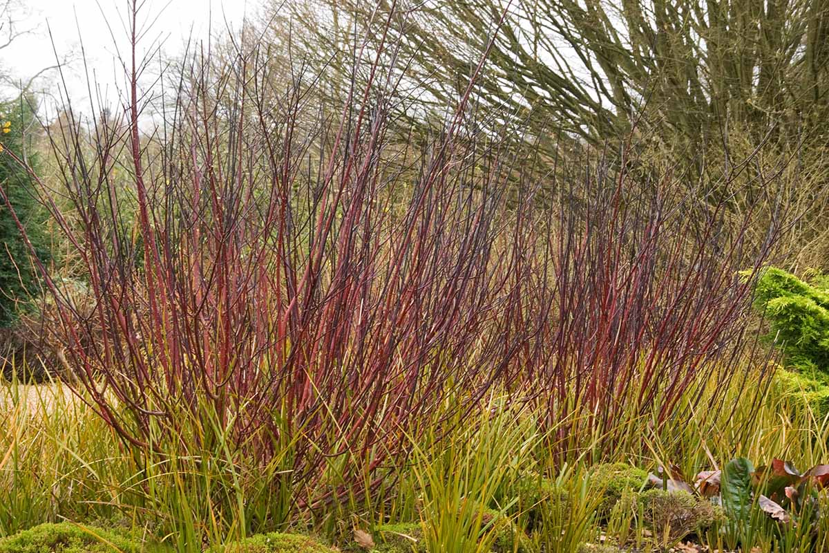 A horizontal photo of \'Kesselringii\' growing in the autumn garden.