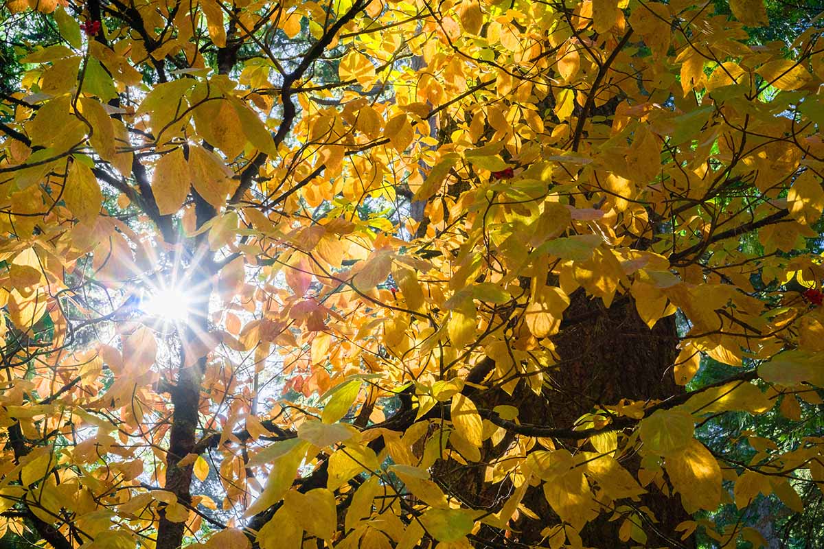 A horizontal photo of the sun shining through the golden Pacific dogwood\'s yellow foliage.