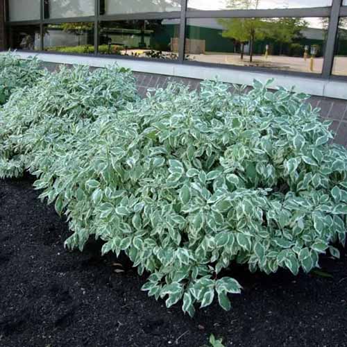 A square photo of a bed with several Elegantissima dogwood shrubs.