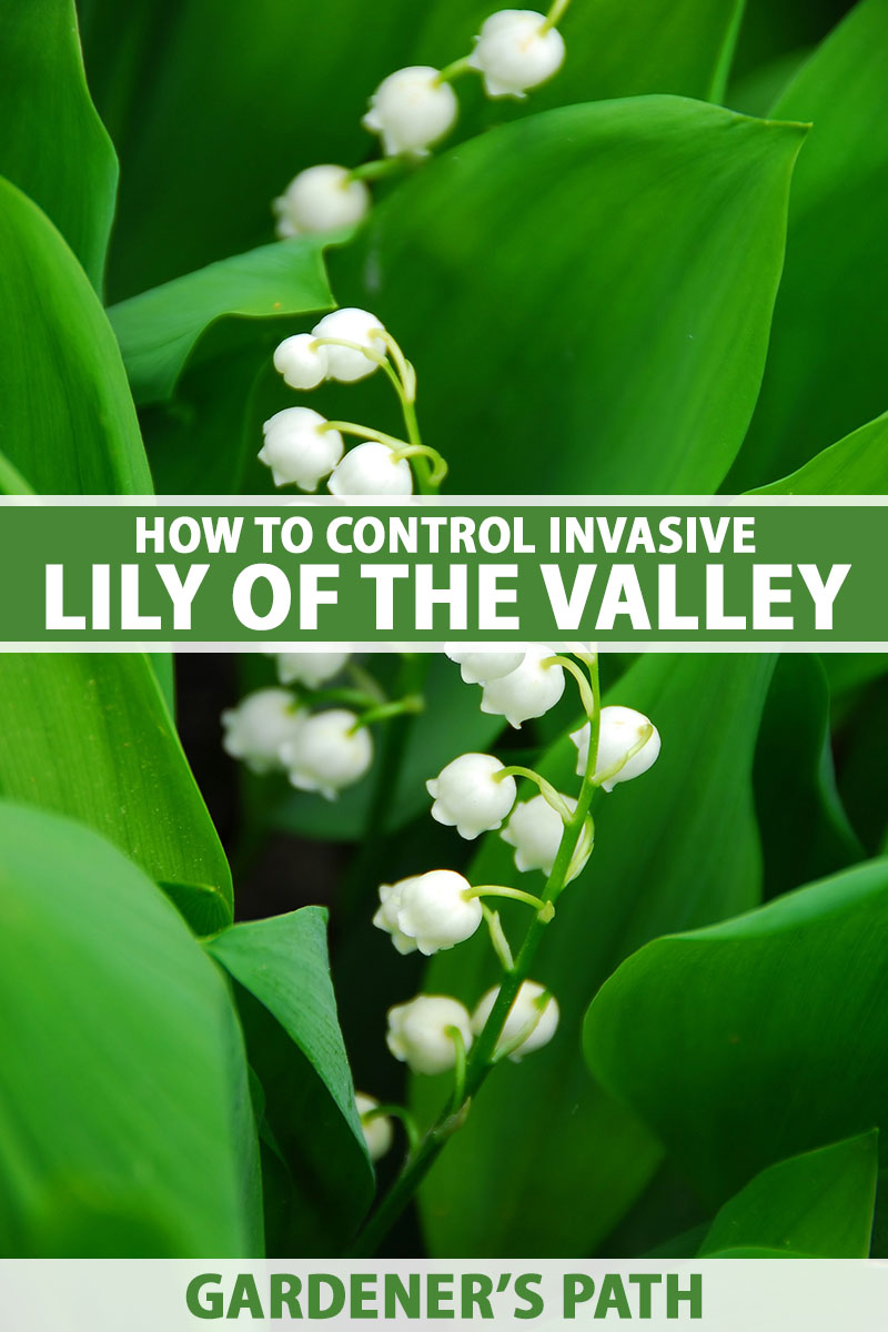 A vertical close up photo of the blooms of a lily of the valley nestled in between several green leaves. Green and white text span the center and bottom of the frame.