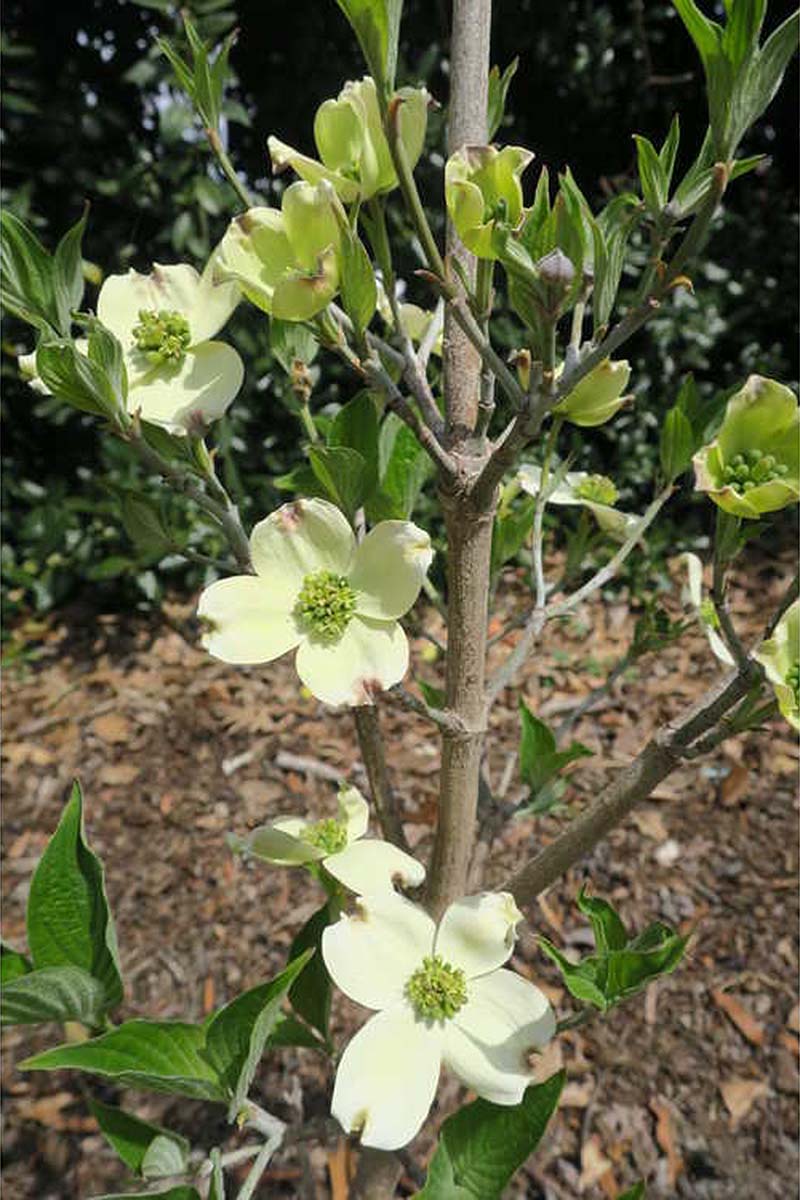 A close up vertical image of \'Appalachian Spring\' dogwood growing in the garden with light green flowers.