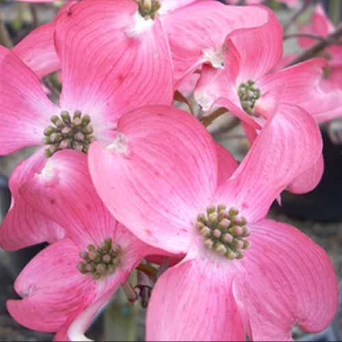 A close up square image of deep pink Cornus florida \'Cherokee Chief\' flowers pictured on a soft focus background.