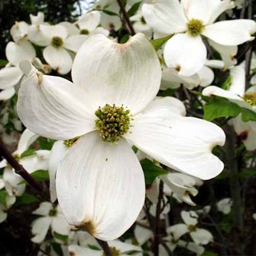 A close up square image of \'Cherokee Princess\' dogwood with white flowers growing in the garden pictured on a soft focus background.