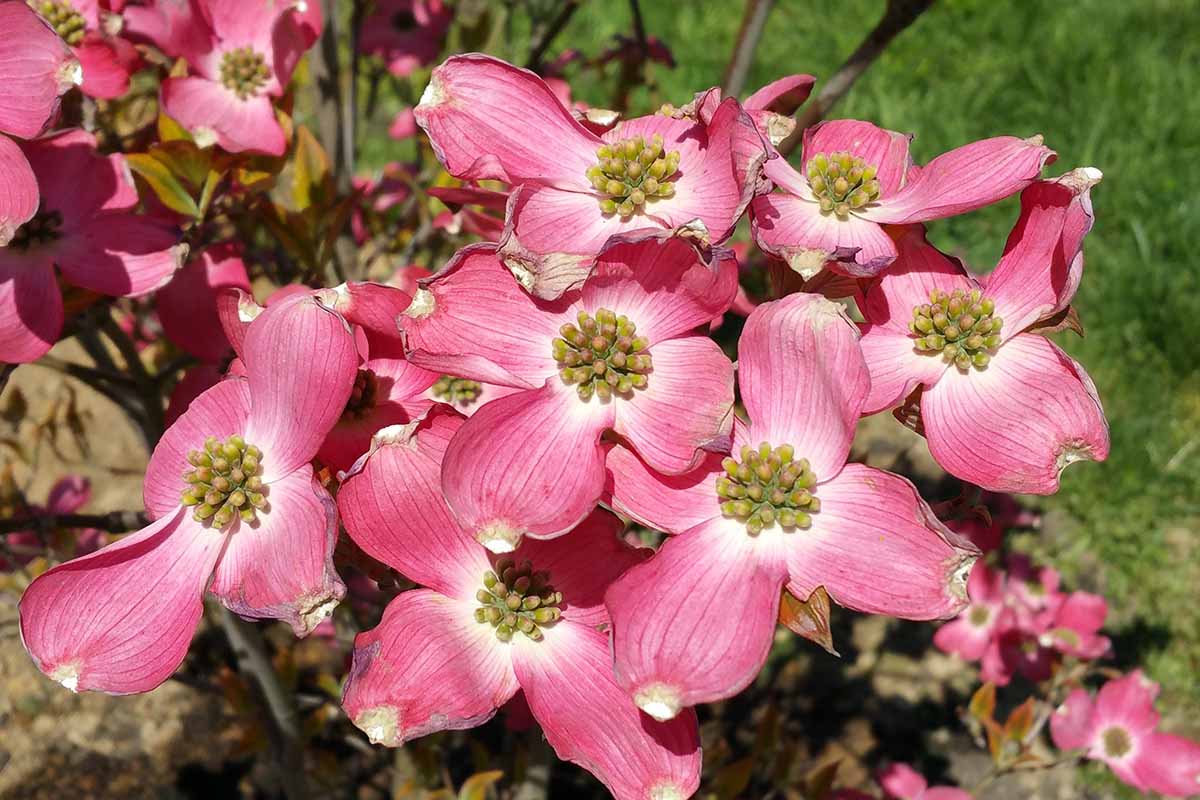 A close up horizontal image of the flowers of Cornus florida \'Cherokee Sunset\' dogwood growing in the garden.