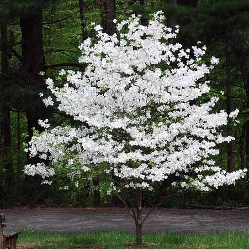 A square image of a \'Cloud 9\' dogwood tree in full bloom growing in the garden.