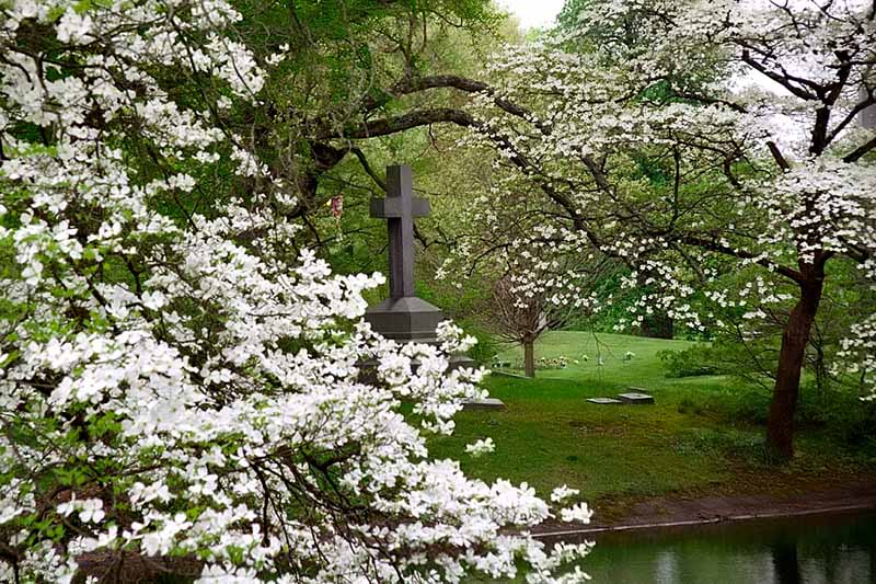 A horizontal image of \'Spring Grove\' dogwoods in full bloom in a cemetary.