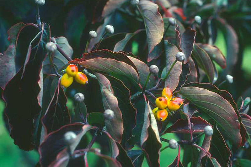 A close up horizontal image of the dark red foliage of a \'Xanthocarpa\' dogwood growing in the garden.
