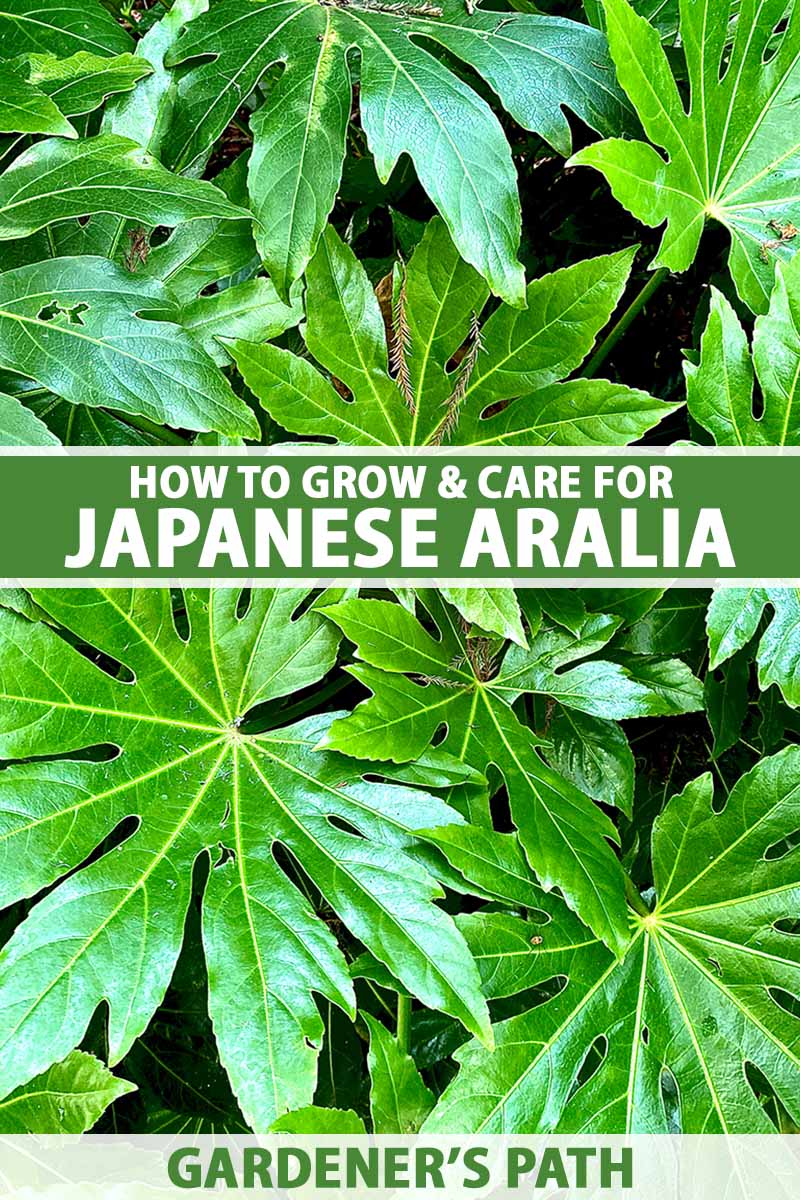 A vertical close up of a Japanese Aralia (Fatsia japonica) houseplant with large green foliage. Green and white text span the center and bottom of the frame.