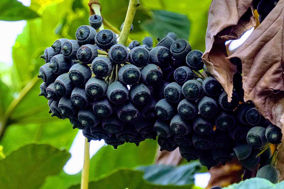 A horizontal close up of the dark blue berries on a Japanese Aralia plant.