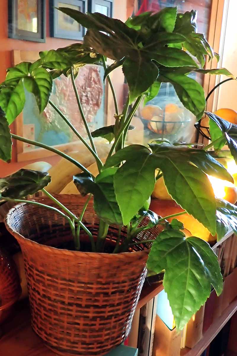 A vertical photo of a Japanese fatsia plant in a wicker planter in the home.