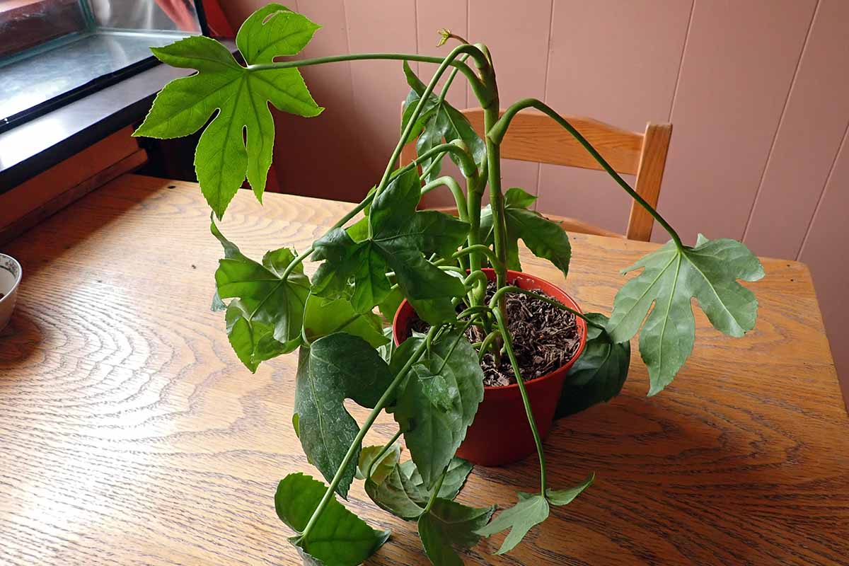 A horizontal photo of a wilting fatsia houseplant on a wooden table near a window.