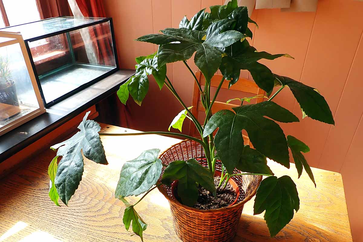 A horizontal photo of a fatsia houseplant in a wicker pot on a table with sunlight streaming through the window.