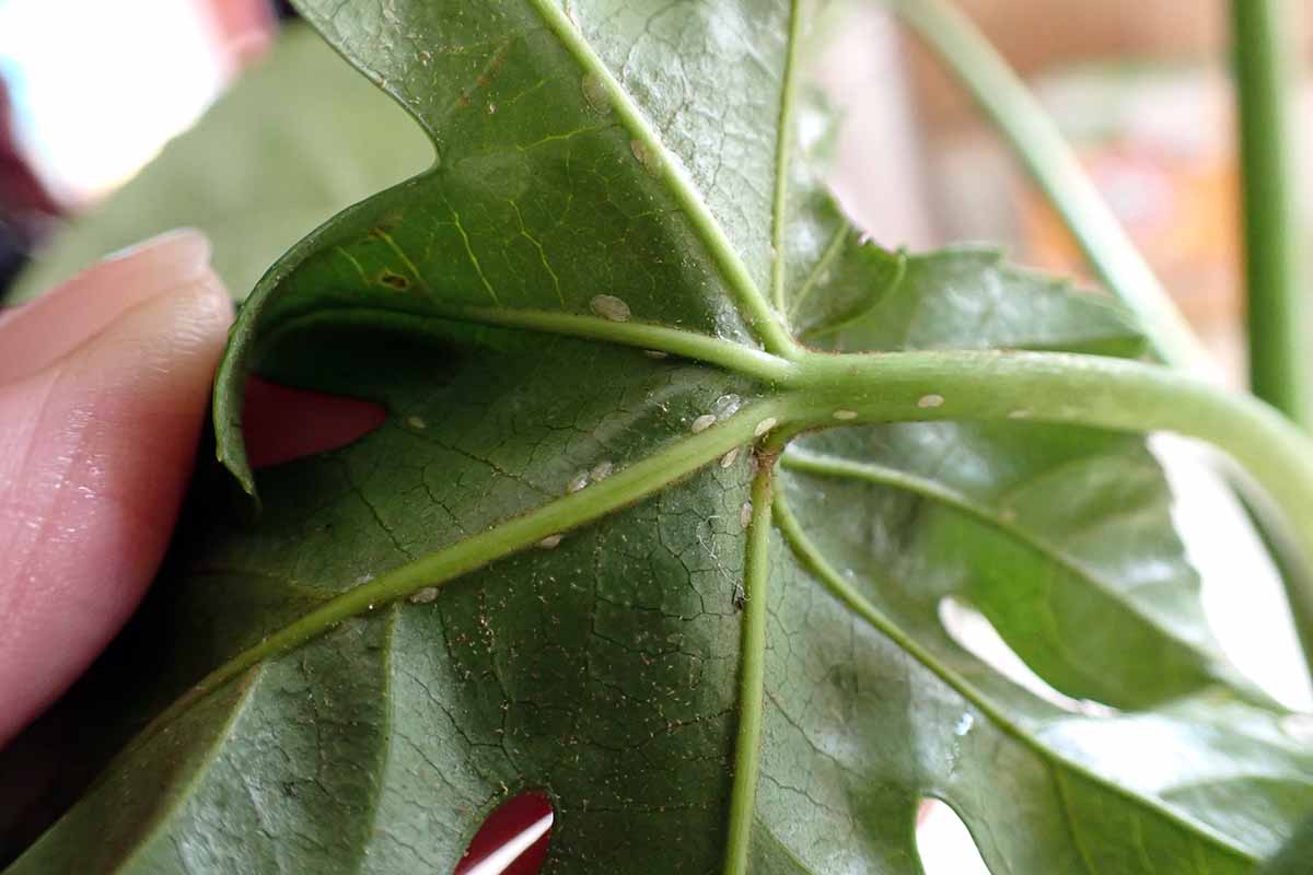 A horizontal close up of the underside of a fatsia houseplant with scale on the veins of the leaf.